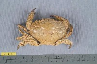 藏品(銅鑄熟若蟹)的圖片